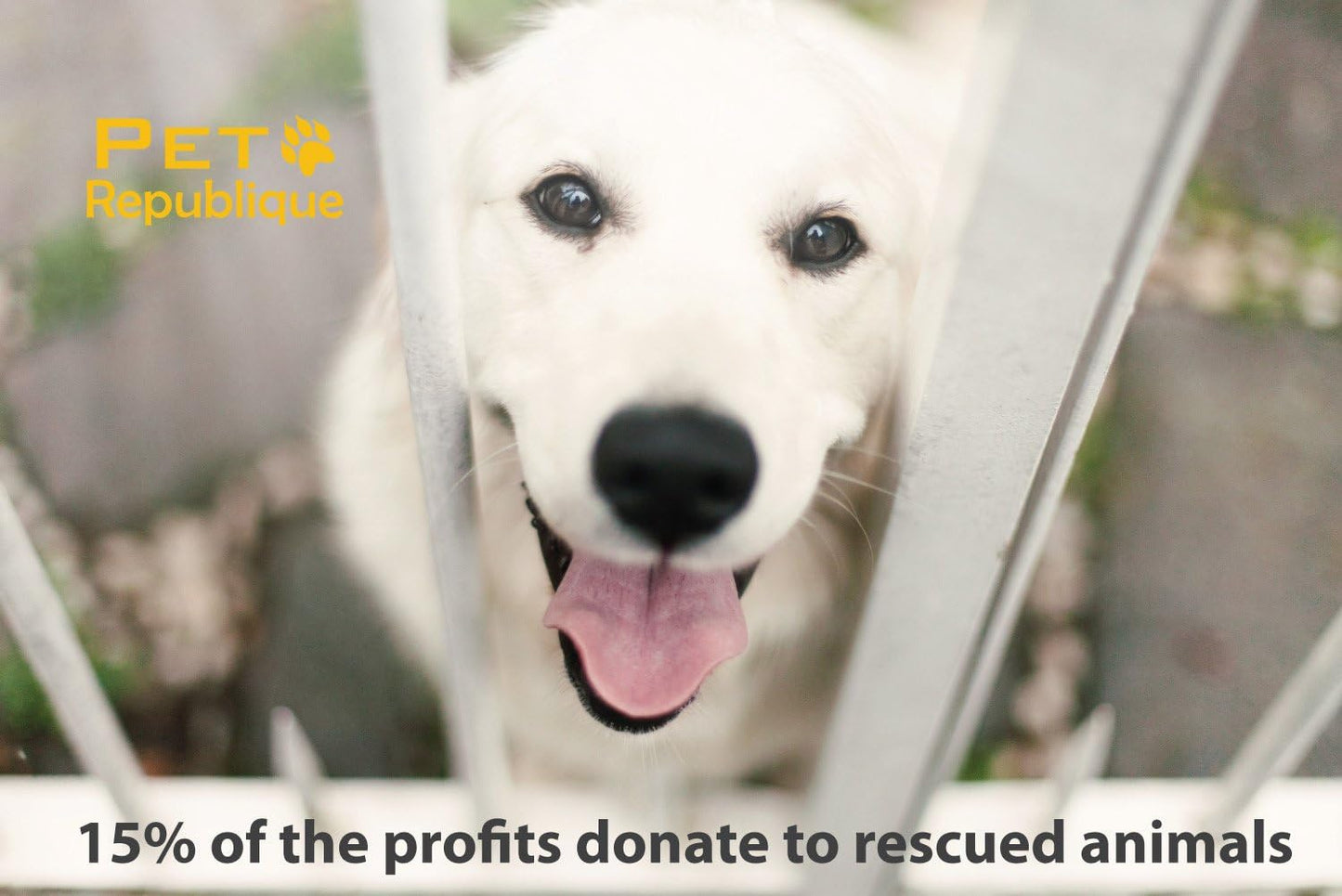 Cat Nail Clippers by Pet Republique – Professional Stainless-Steel Nail Clipper for Cats, Kittens, Hamster, Rabbits, Birds, & Small Breed Animals Claw Trimmer