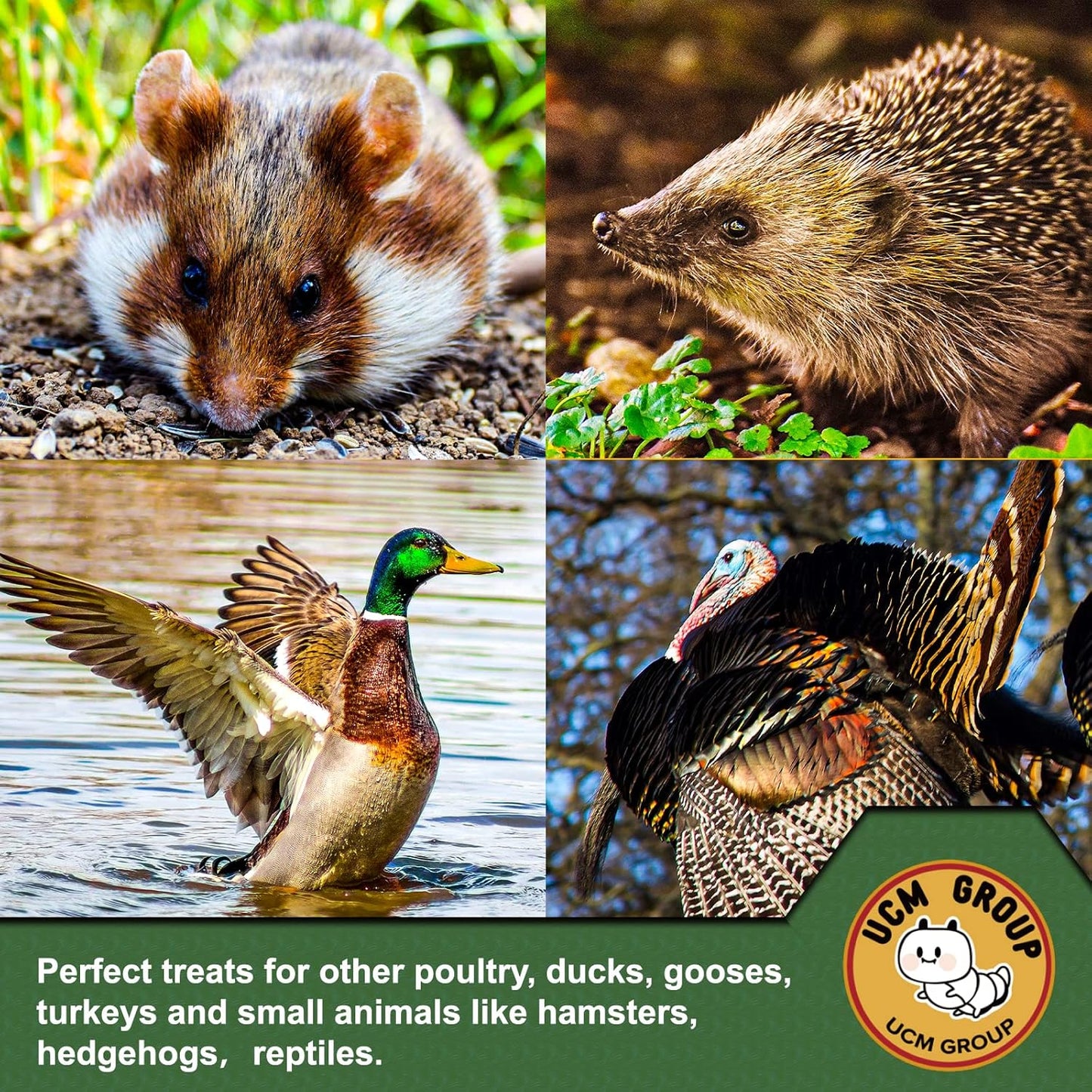 UCM Group 5LB Dried mealworms for Wild Birds, Chickens, High Protein Organic Chicken Feed, 100% Non-GMO for Chickens, Ducks, Turtles and Reptiles