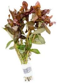 SubstrateSource Live Aquarium Red Stem Plants - Freshwater Aquatic Plant for Fish Tanks, Aquascaping - (Cabomba Piauhyensis Red, 1 Bunch)