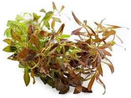 SubstrateSource Live Aquarium Stem Plants - Freshwater Aquatic Plant for Fish Tanks, Aquascaping - (Needle Leaf Ludwigia Arcuata, 4 Bunches)