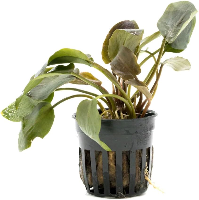 SubstrateSource Live Plants - Lagenandra Meeboldii Red (Lagenandra meeboldii) - Moderate to High Light Tank Display, Red to Bronze Accent, Midground Placement, Freshwater Aquatic Plant - Pot