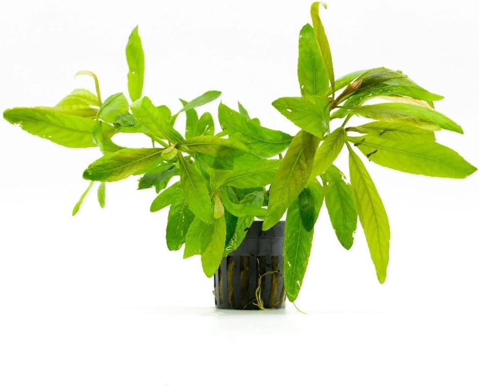 SubstrateSource Live Plants - Staurogyne Bihar (Staurogyne sp. Bihar) - Moderate to High Light Aquarium Display, Olive Green Accent, Foreground to Midground Aquascaping - Pot