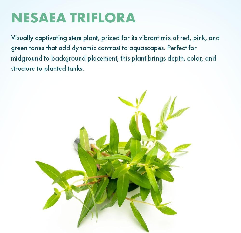 SubstrateSource Live Plants – Nesaea Triflora – High Light, Green with Red Veins, Midground to Background Accent – Lead Bunch, 4 Pack