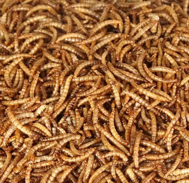 10lbs Dried Mealworms - Premium Non-GMO Chicken Feed, Nutritious High Protein Meal Worms- Food and Treats for Laying Hens, Wild Birds, Ducks, Chicken