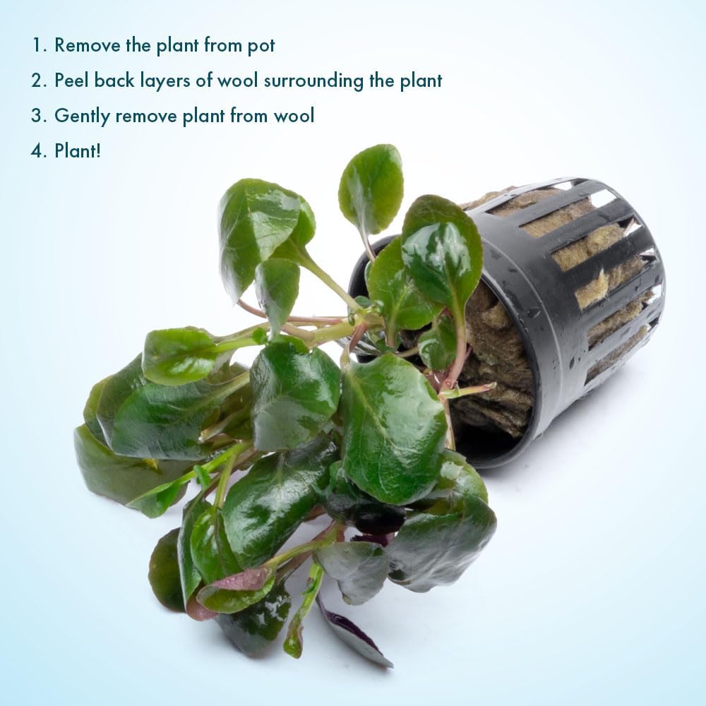 SubstrateSource Live Plants - Cardinal Flower (Lobelia cardinalis) - Moderate to High Light Aquarium Display, Bright Green Accent, Midground Placement for Aquascaping, Stem Aquatic Plant - Pot