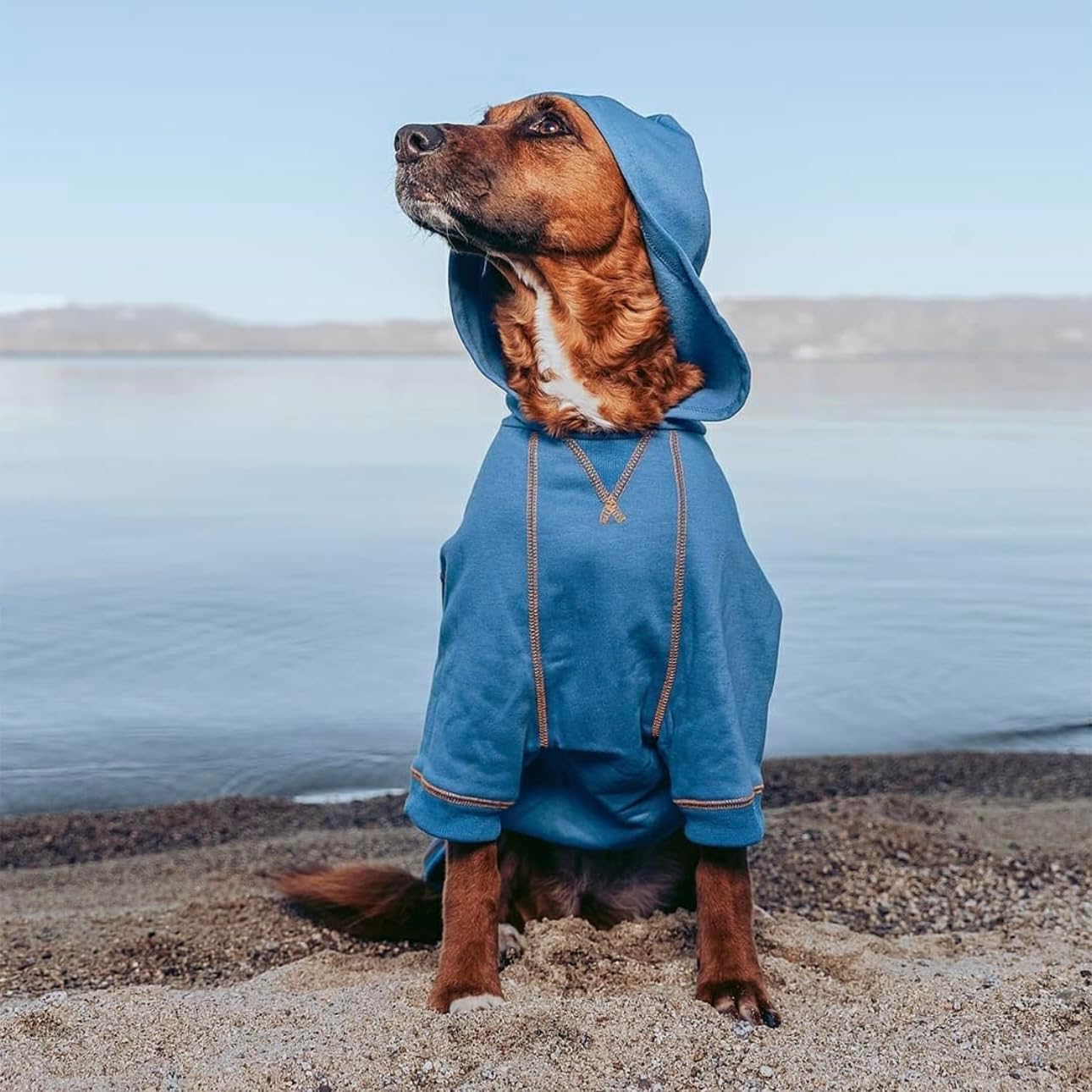 Blueberry Pet Essentials Soft & Comfy Better Basic Cotton Blend Dog Hoodie Sweatshirt in Alaskan Blue, Back Length 24", Pack of 1 Jacket for Dogs