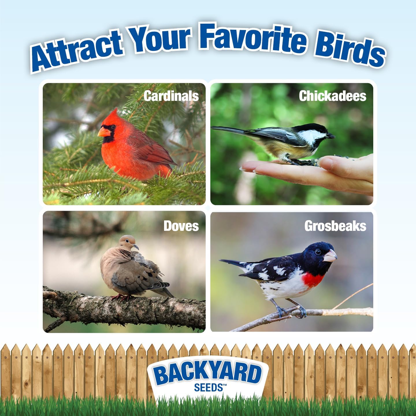Backyard Seeds Premium Blend Bird Seed 20 lb - to Attract Songbirds - Wild Bird Food Mix with Black Oil Sunflower (20 Pounds)