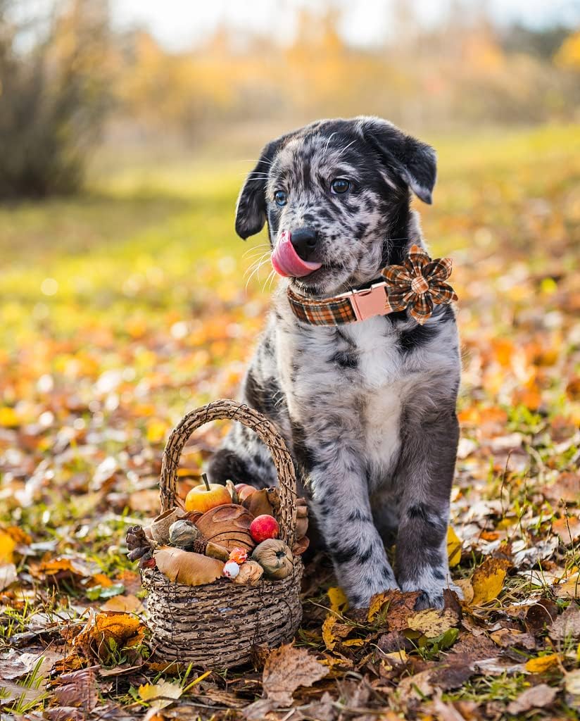 Lionet Paws Dog Collar with Flower - Cute Cotton Adjustable Flower Dog Collar with Metal Buckle for Small Dog Girl Gift, S, Neck 10-16in