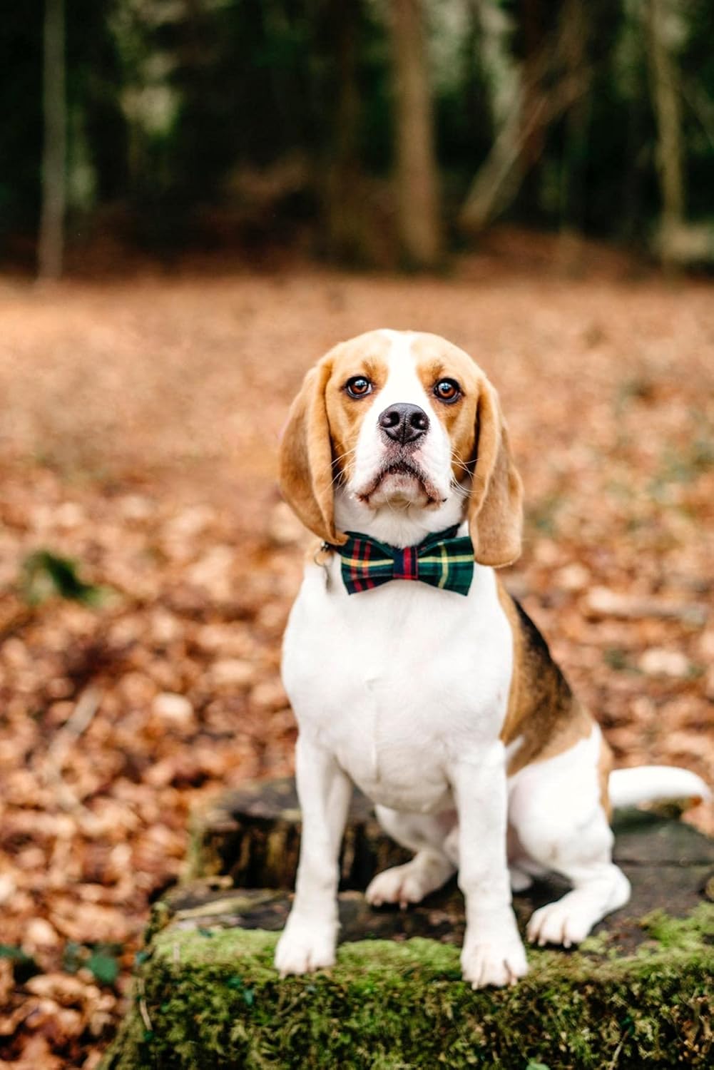 Lionet Paws Christmas Dog Collar with Bowtie Durable Adjustable Handmade Comfortable Bow Tie Dog Collar Green with Metal Buckle for XL Dogs,Girl Boy,Party,Festival,Holiday Style,Neck 16-26in