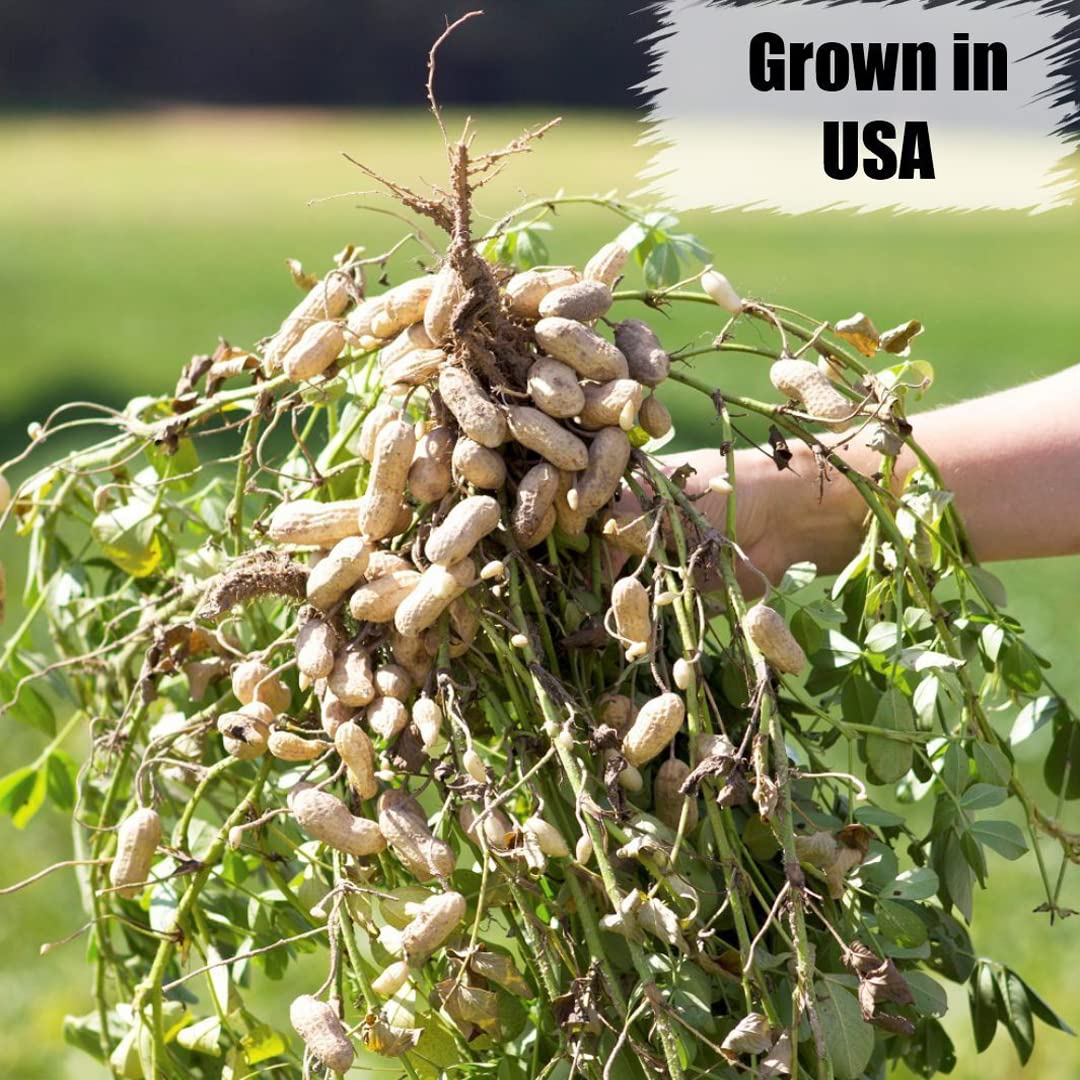 Old Potters Wildlife Shelled Peanuts, 10 lbs for Birds, Squirrels, and Wildlife. USA Grown Non-GMO, Organic Small Farm, Raw Shelled Peanuts. Wildlife Grade.