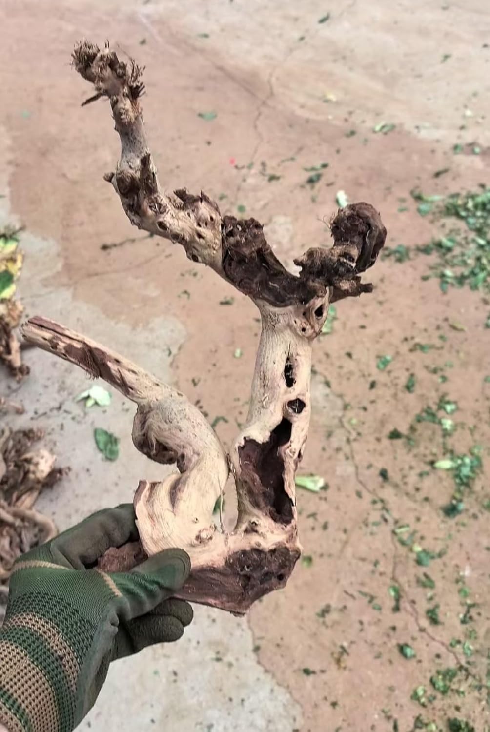 Small Natural Driftwood for Aquarium Styling Carefully Selected Natural Aquarium Decor Driftwood for Reptile Tank Reptile Tank Wood Decor (2pcs grapewood Branch 10-12inch)