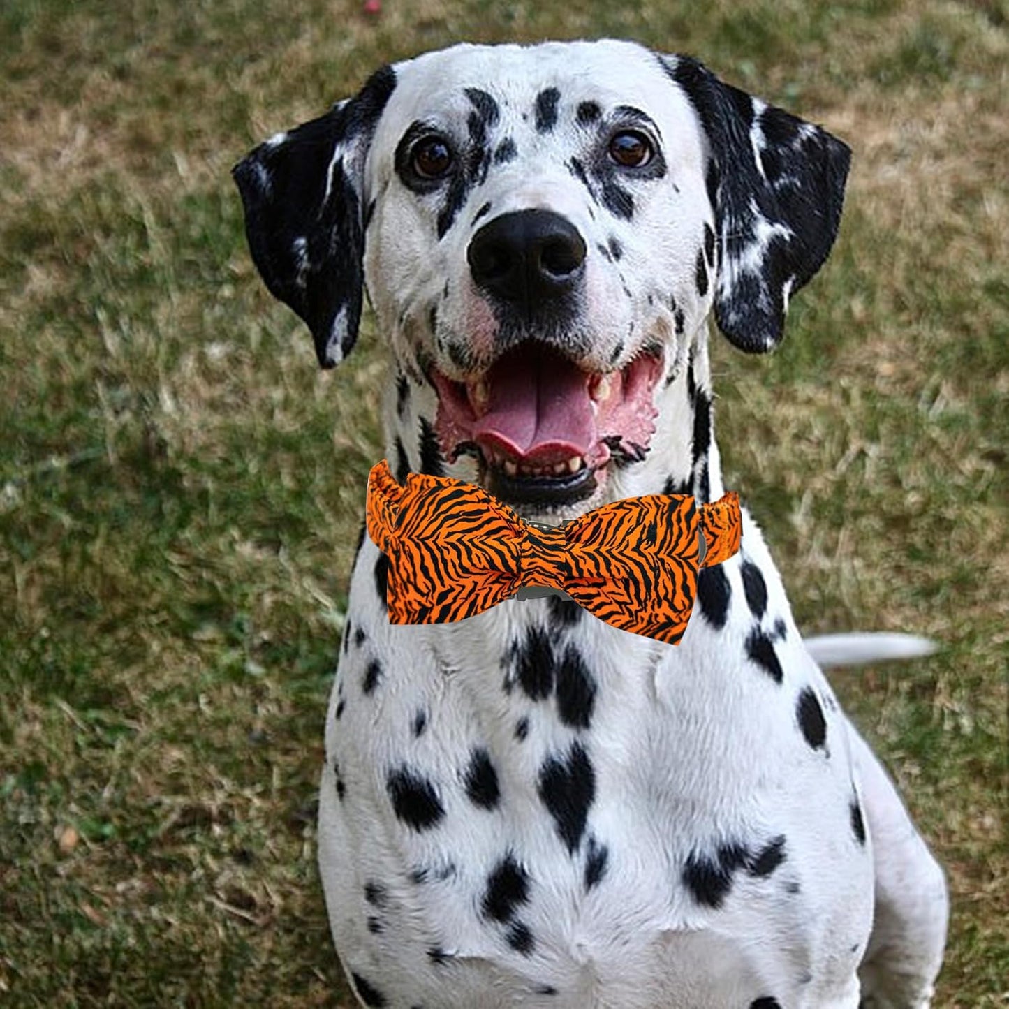 Elegant little tail Dog Collar, Tiger Print Pet Collar Fashion Boy Dog Collars Durable Metal Buckle Dog Collars Cotton Pet Adjustable Dog Collars for X-Large Dogs