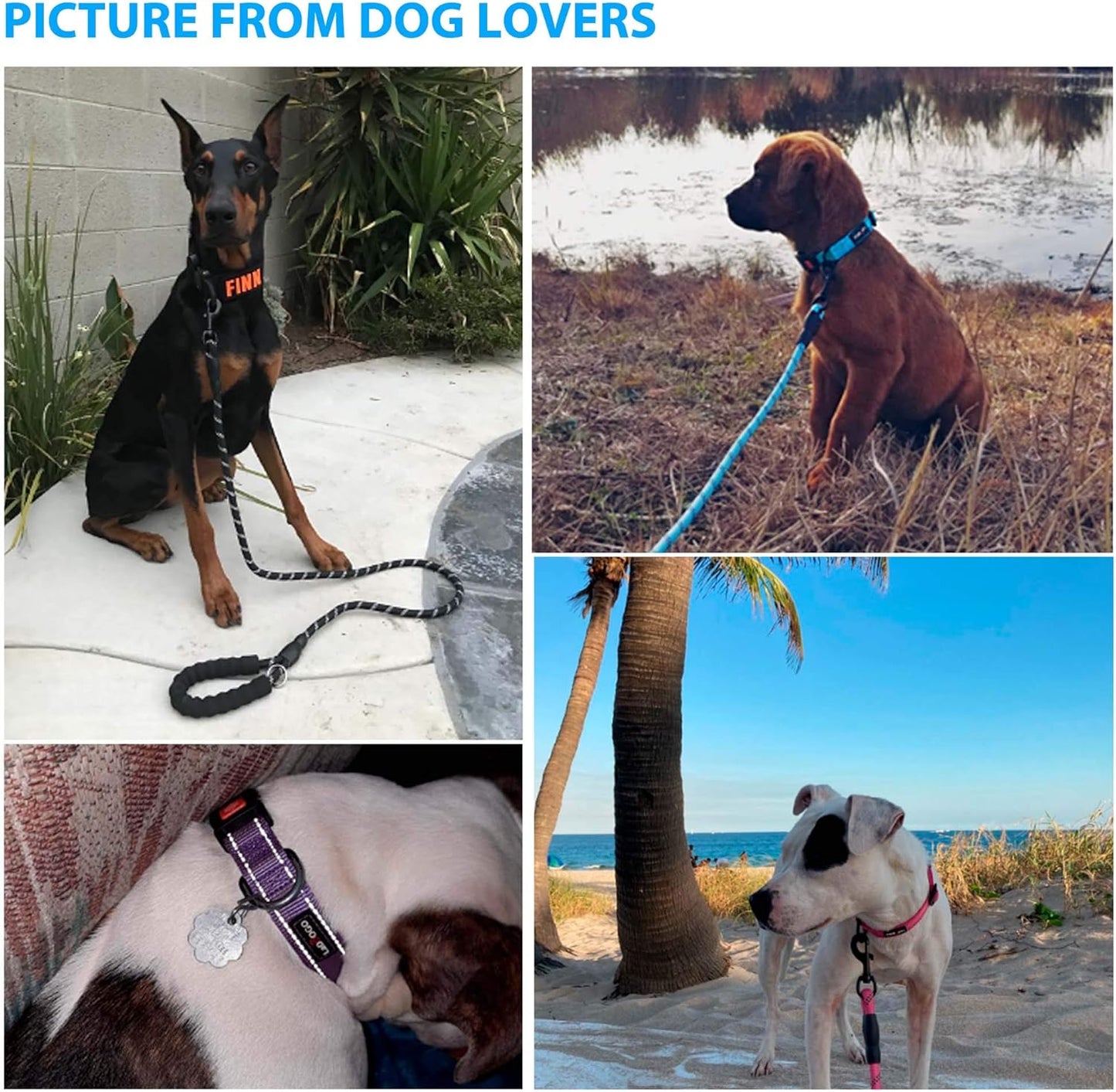 Heavy Duty Dog Leash - Comfortable Padded Handle, 5 ft Long - Dog Leashes for Small Medium Large Dogs (Leash+Collar M Neck 16"-20", Blue)