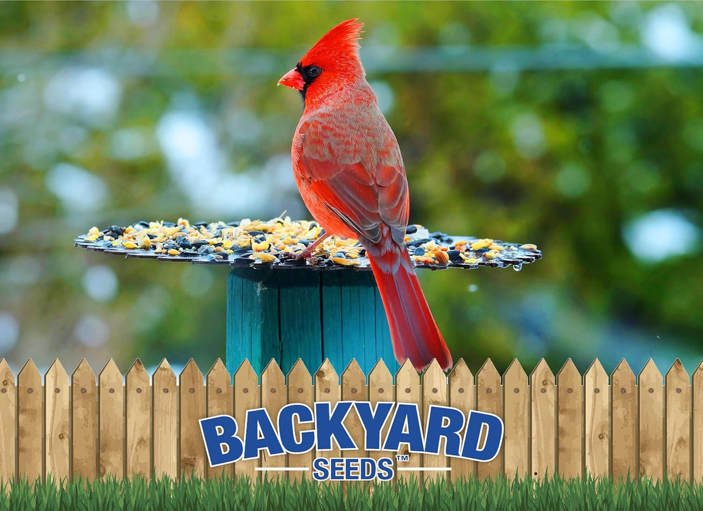 Backyard Seeds Premium Blend Bird Seed 20 lb - to Attract Songbirds - Wild Bird Food Mix with Black Oil Sunflower (20 Pounds)